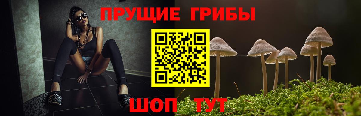 Псилоцибиновые грибы прущие грибы Пушкино